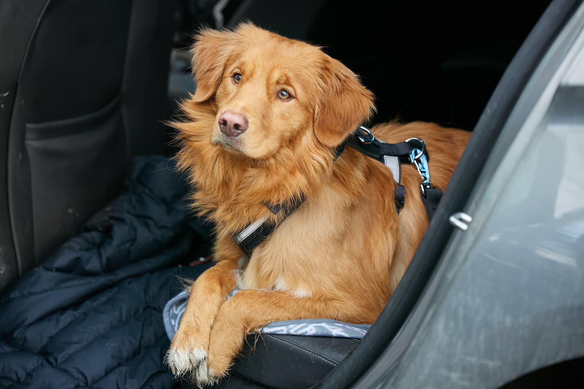 Travel Anywhere in the UK with Vet Home Certs