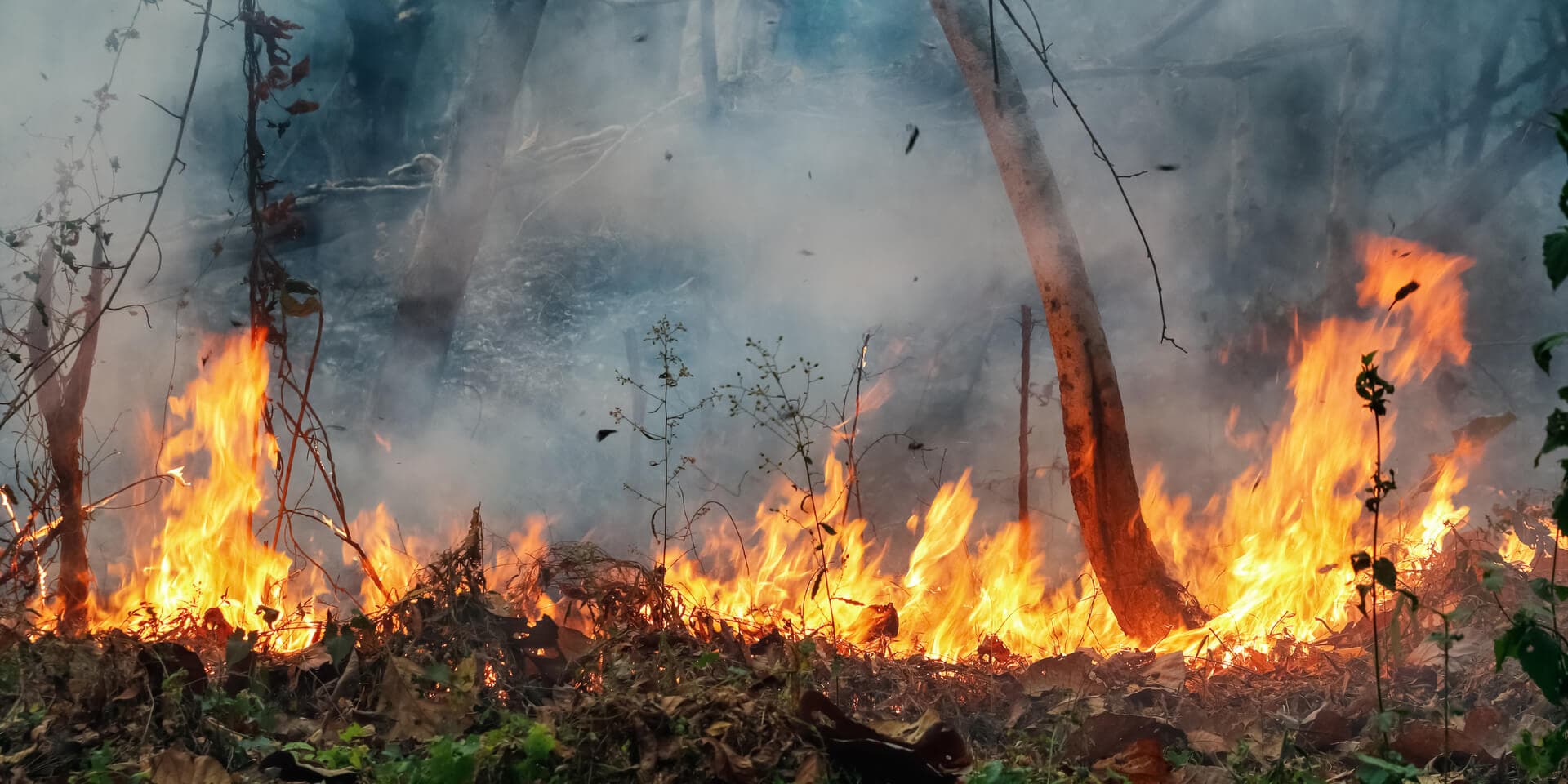 From Birthdays to Holiday Camps – Wild Fire Events Does It All