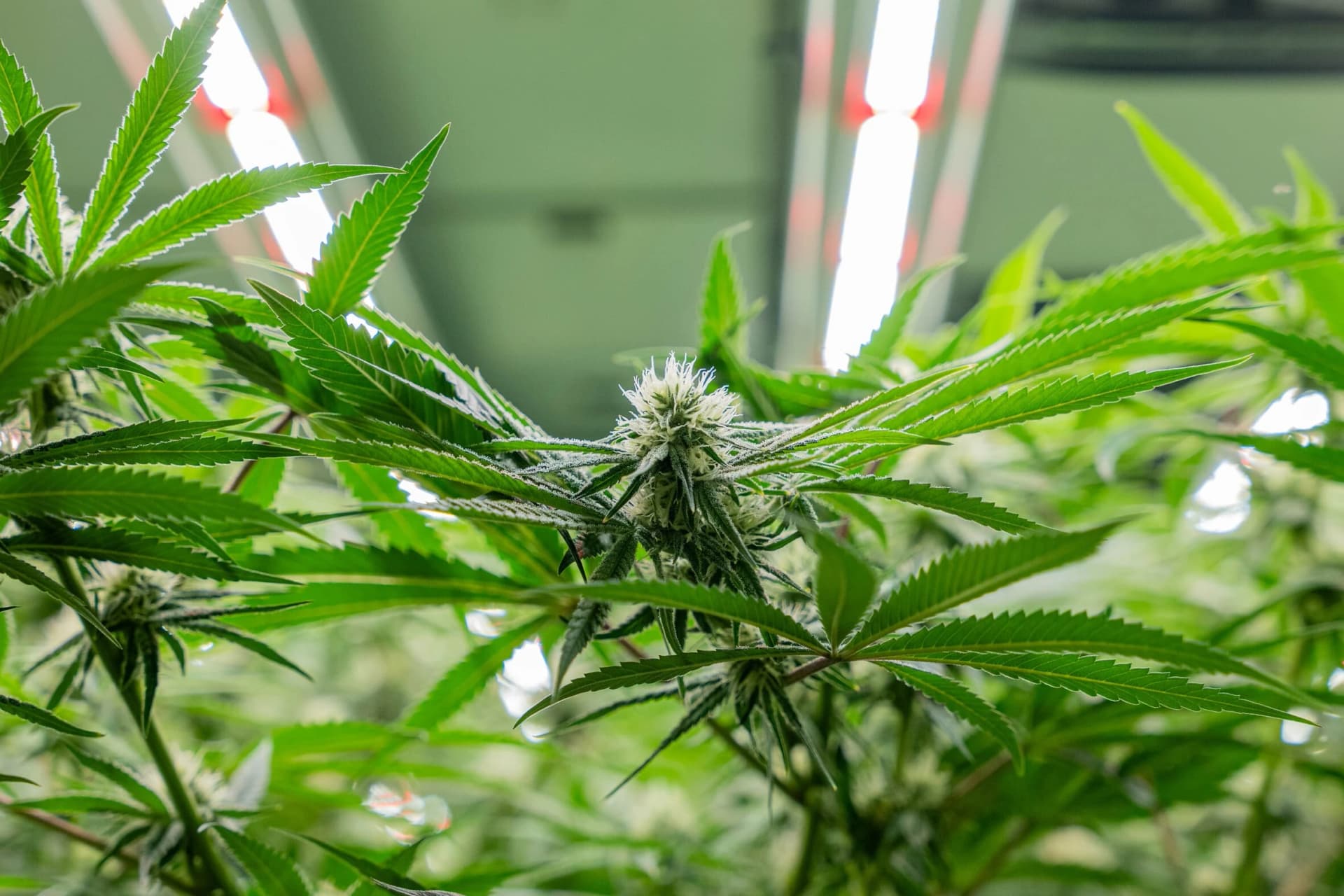 Csc hamburg | Bio-Cannabis aus Gemeinschaftsanbau