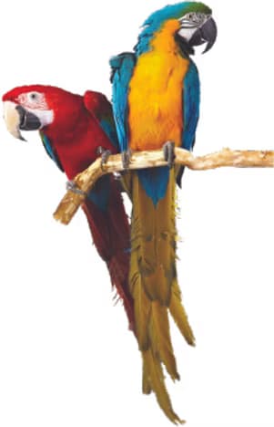 Cockatoo Parrots Worldwide Shipping Amazing Birds Farm