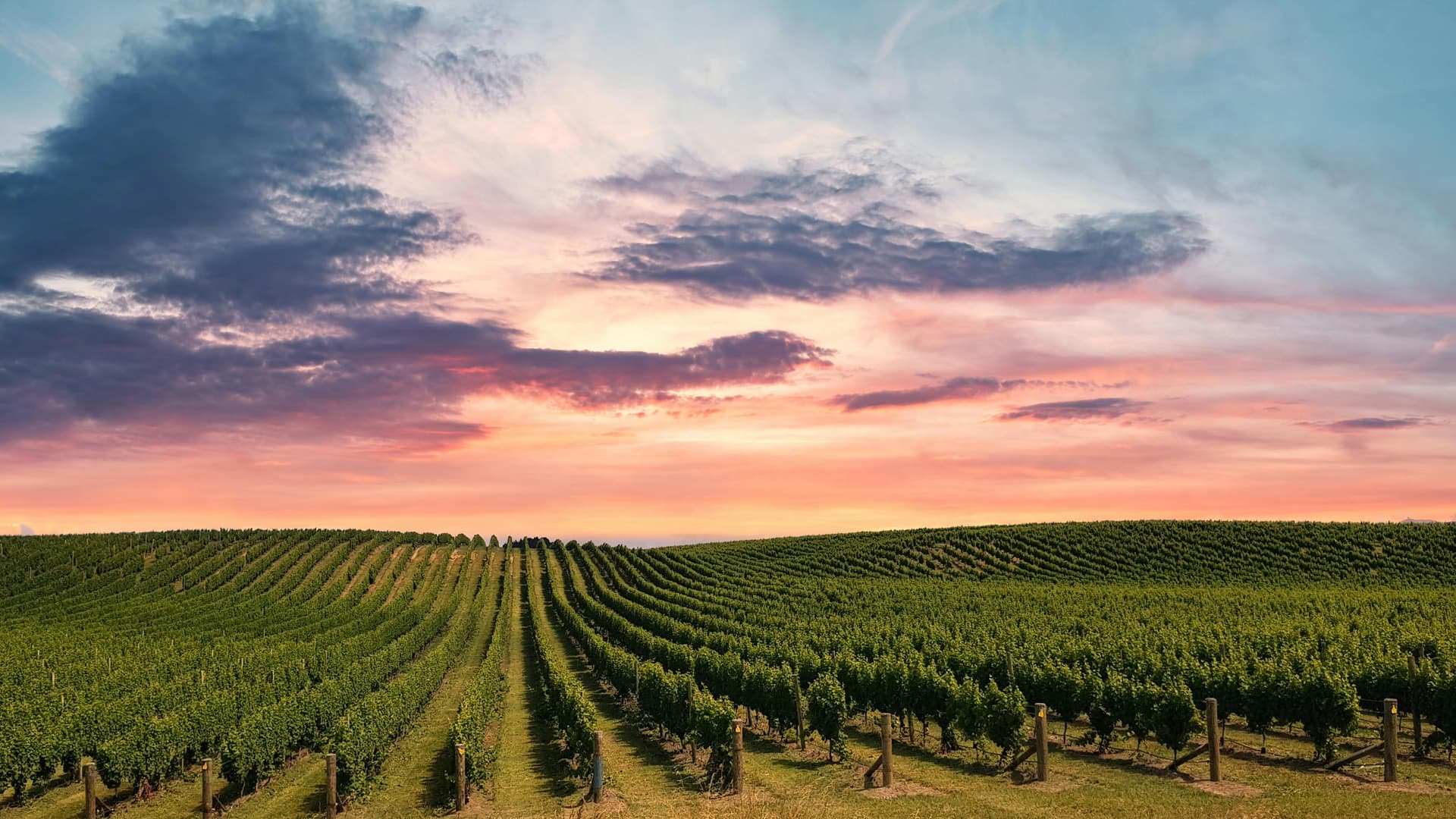How Silt Wine Company Stands Out Among the Best Wineries in California