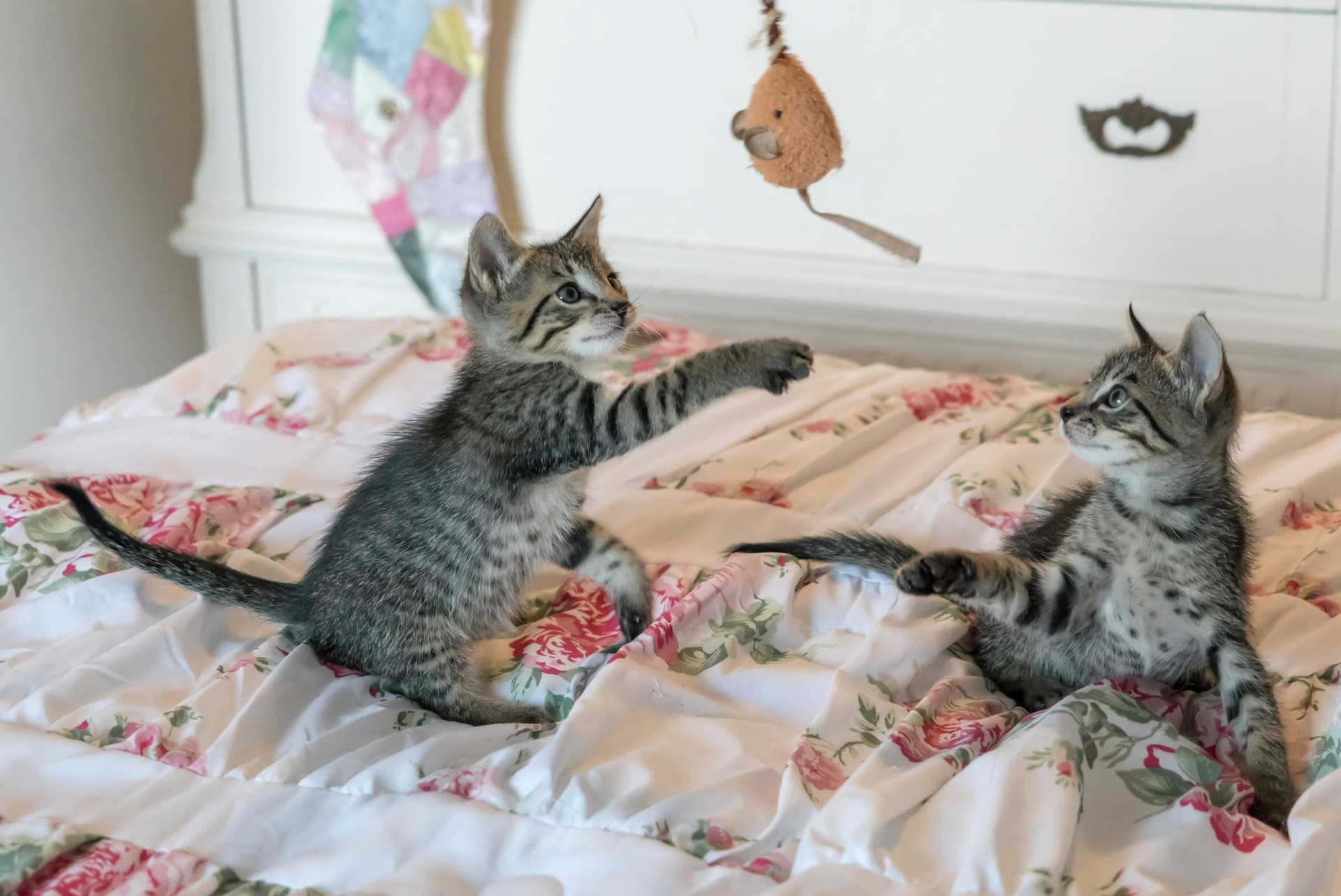 Maine Coon Kittens for Sale San Francisco – Short Trip to Roseville Cattery