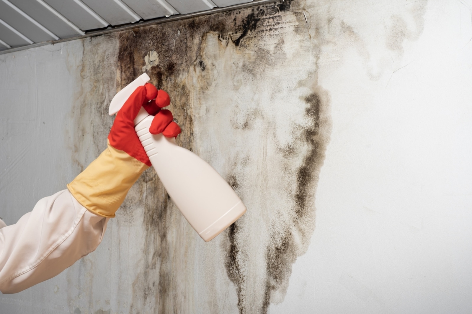 Trusted Cleaning Company for mold remediation bee cave tx