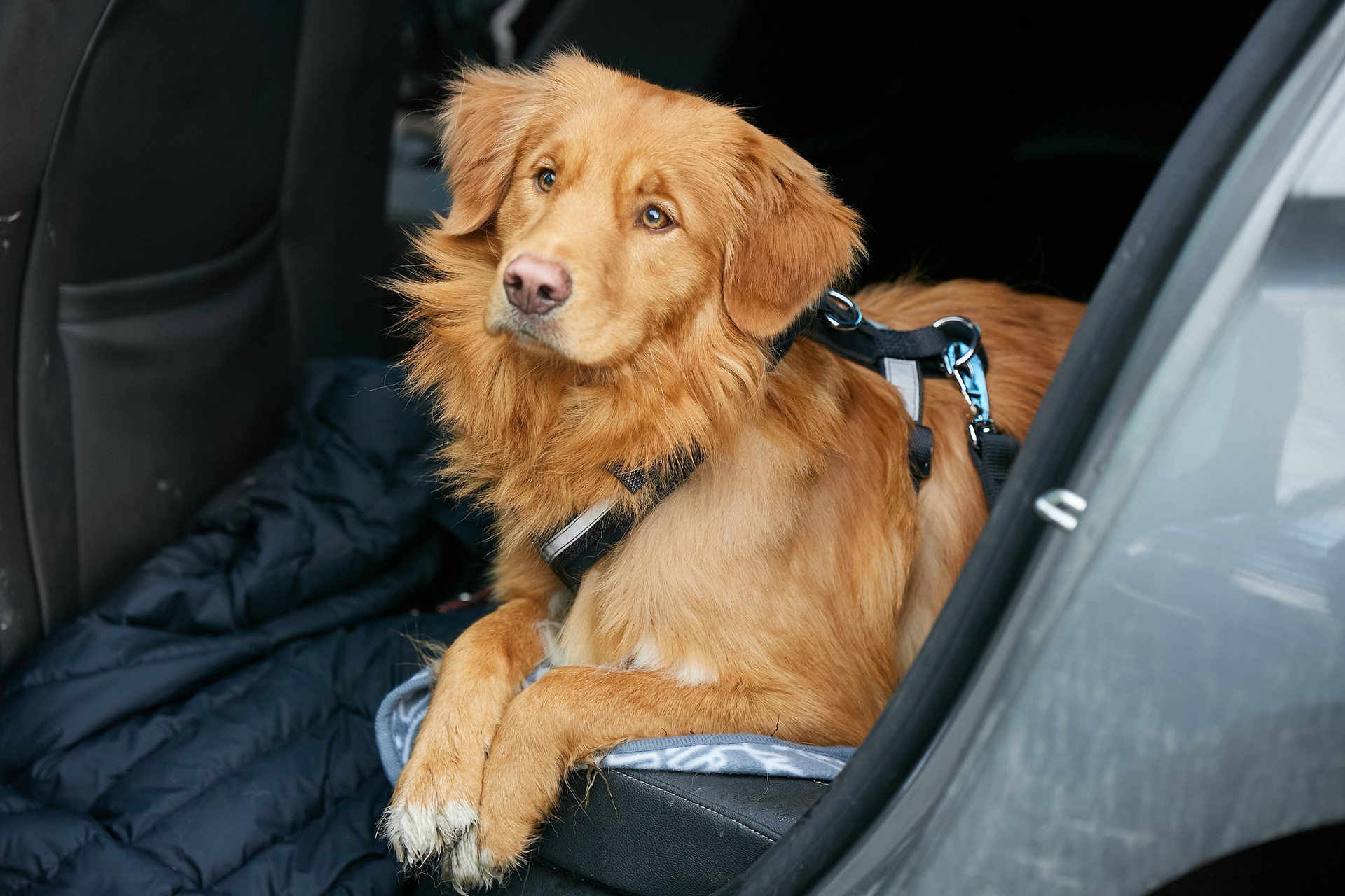 Travel Anywhere in the UK with Vet Home Certs