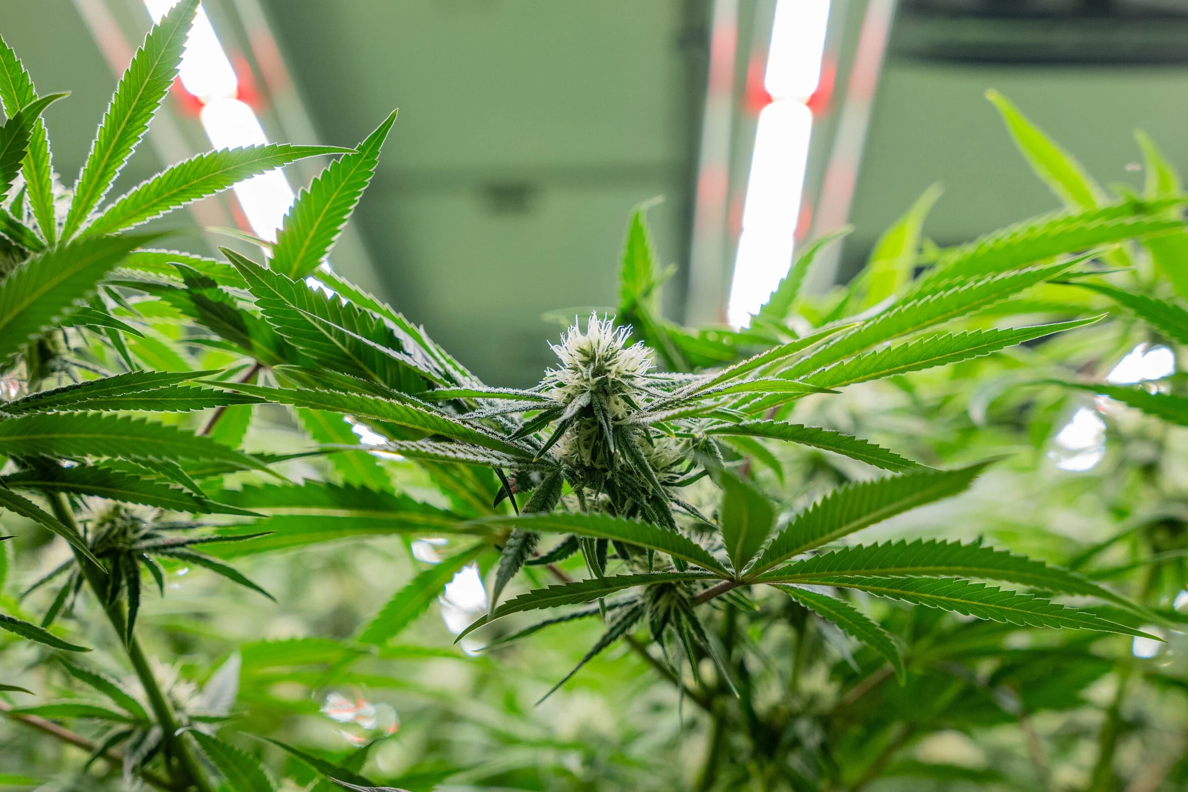 Csc hamburg | Bio-Cannabis aus Gemeinschaftsanbau
